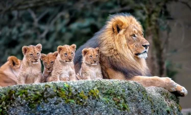 Sasan Gir – Diu – Junagadh